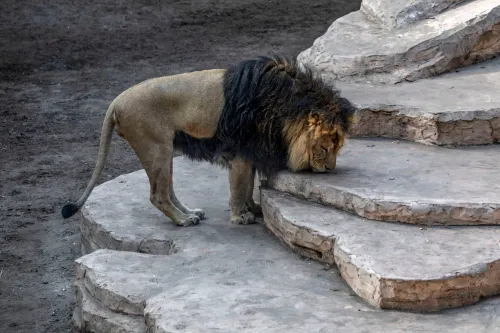 lion2