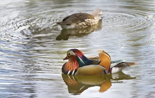 mandarijneenden banner
