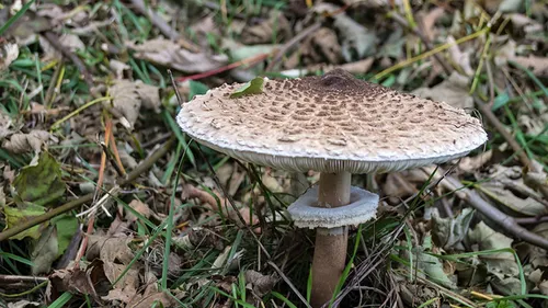 mushroom 1013043 960 720 pix