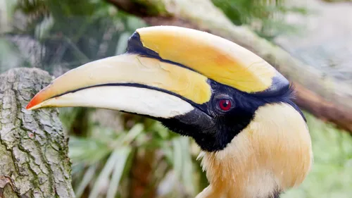 neushoornvogel wim meijer fotografie
