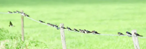 nog even de laatse vliegen eten voor vertrek