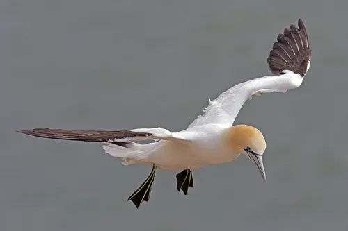 northern gannet gc5185e34b 1920