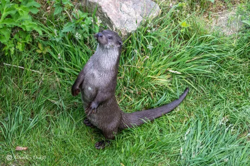 otter3