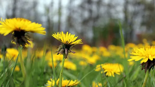 paardenbloem pixabay