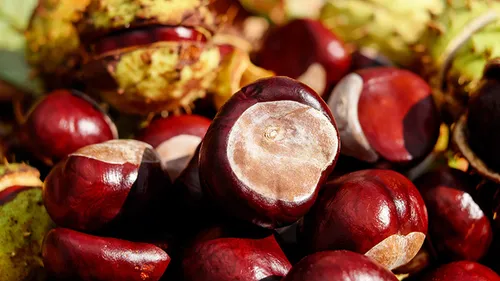 paardenkastanje pixabay