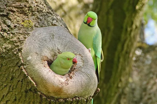 parakeet 2812887 pixa