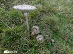 parasolzwam staand en twee gevallen 300x225