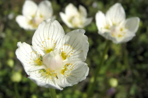 parnassia palustris 01 xndr wiki