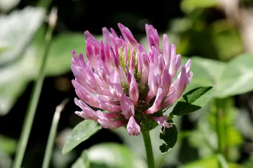 red clover 5215372 960 720 pixabay