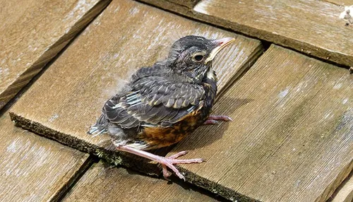 red robin 183539 pixabay banner