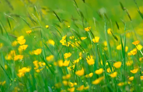 reukgras en boterbloemen natuurmonumenten namo75241 1024x662
