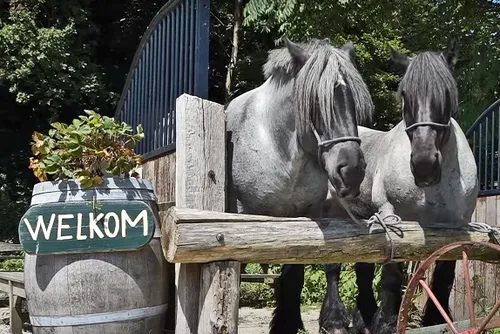 rtv heemskerk paarden