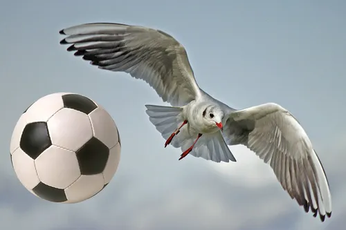 seagull 79658 1920 pixabay