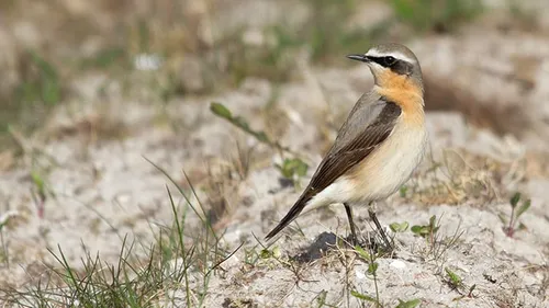 tapuit8 joke huijser spekken kl