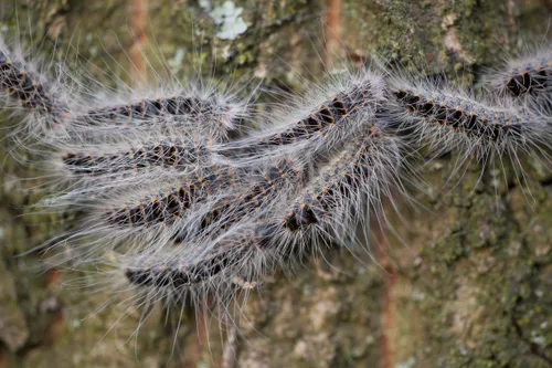 thaumetopoea processionea eikenprocessierups oak processionary 01 1
