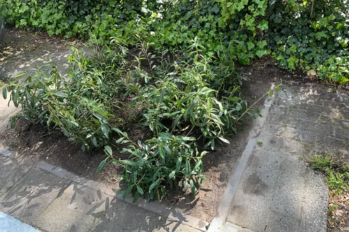 tuintje bij ondergrondse container