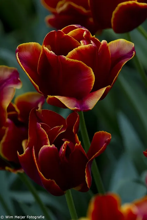 tumblr nmlrpviqxe1svvyvco1 1280