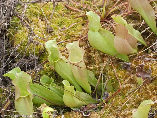 tumblr nq1hdjcfgl1svvyvco1 1280