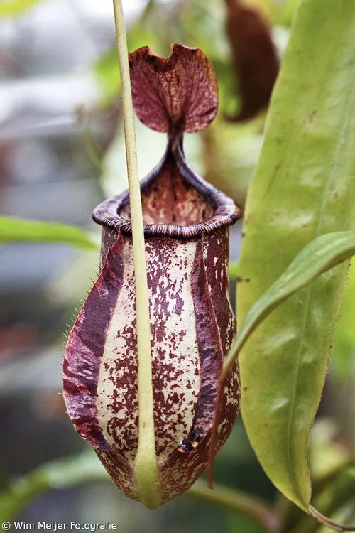 tumblr nq1hdjcfgl1svvyvco3 1280