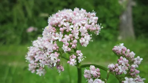 valeriana officinalis 846615 1920 pixa