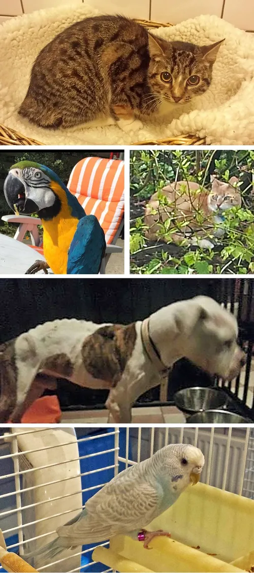 vermist collage 02 05