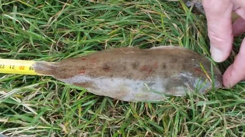 vissen 2 politie ijmond