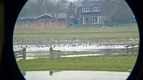 vogelkijkdagen foto sabine van keulen 2