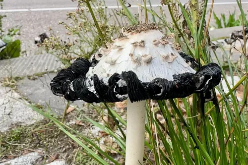 whatsapp image 2023 10 07 at 134047 1