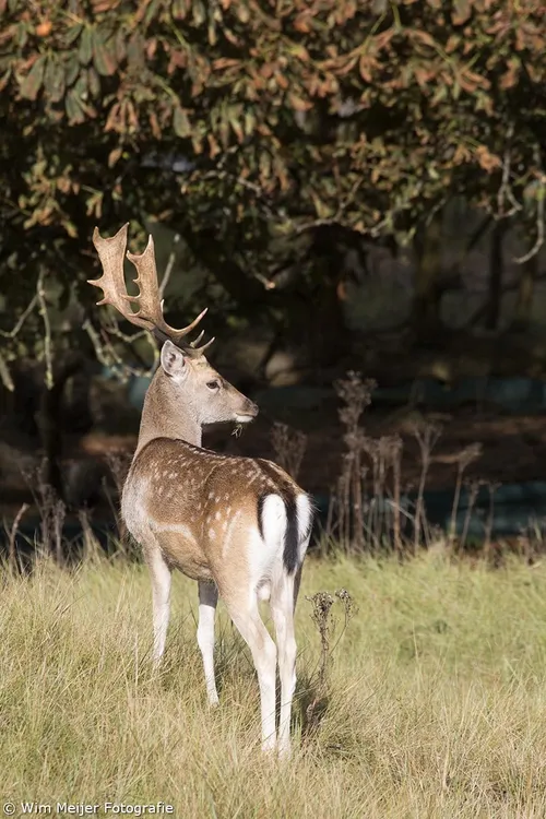 wim meijer fotografie 5i5a2888