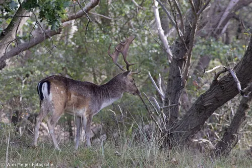 wim meijer fotografie 5i5a2921