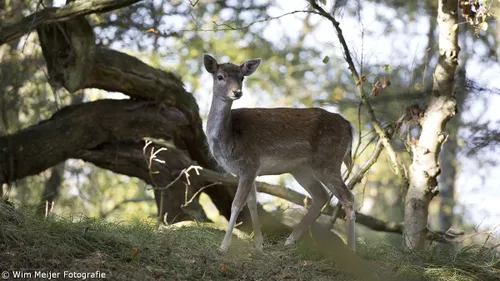 wim meijer fotografie 5i5a3305
