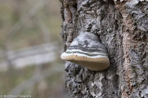 wim meijer fotografie 5i5a3352 1024x683