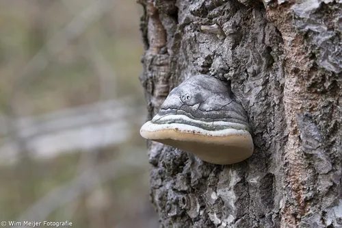 wim meijer fotografie 5i5a3352