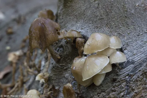 wim meijer fotografie 5i5a3627