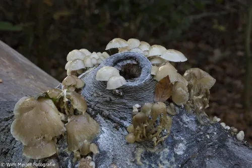 wim meijer fotografie 5i5a3629