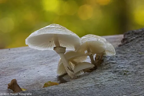 wim meijer fotografie 5i5a3633
