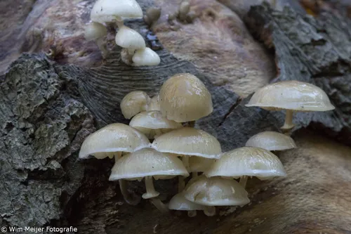 wim meijer fotografie 5i5a3634