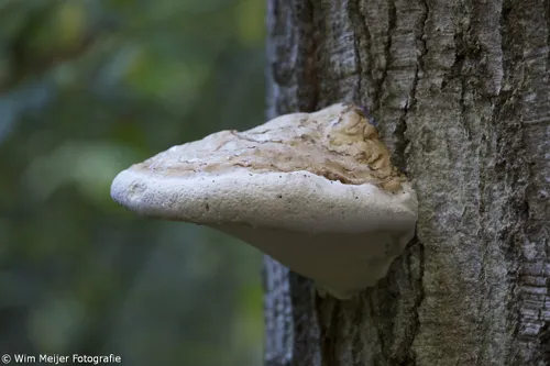 wim meijer fotografie 5i5a3648