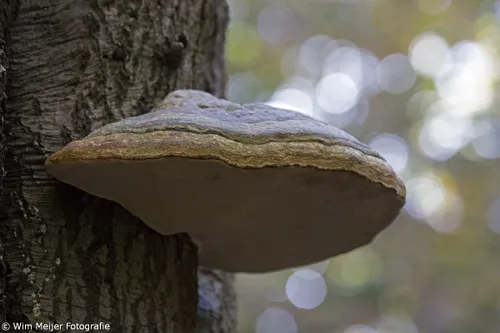 wim meijer fotografie 5i5a3649