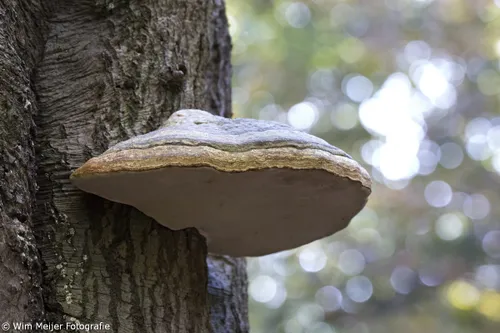 wim meijer fotografie 5i5a3651