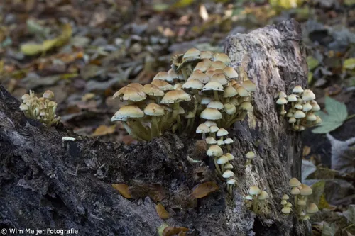 wim meijer fotografie 5i5a3677