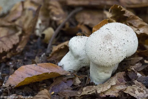 wim meijer fotografie 5i5a3680