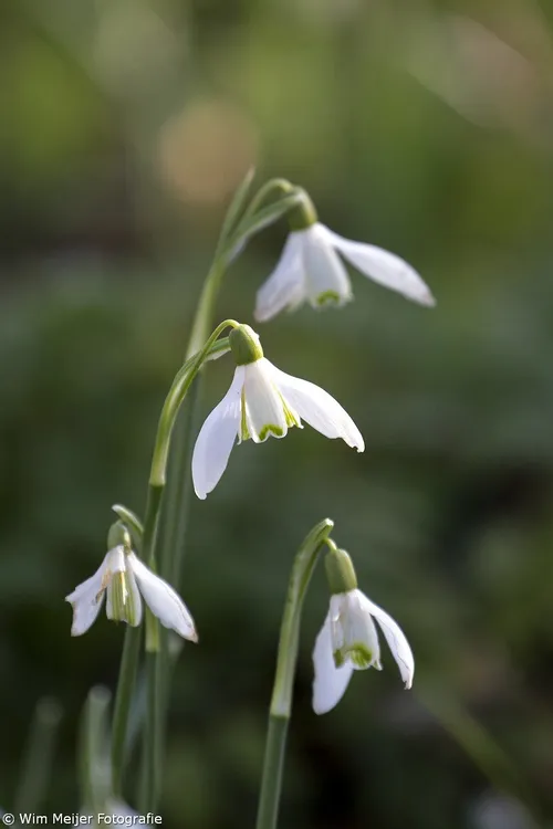 wim meijer fotografie 5i5a6213 small