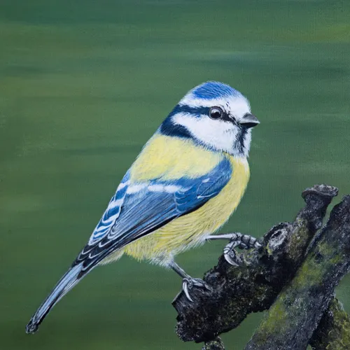 wim meijer fotografie 5i5a6345