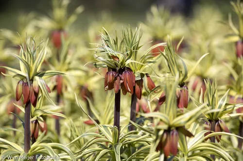 wim meijer fotografie 5i5a6830