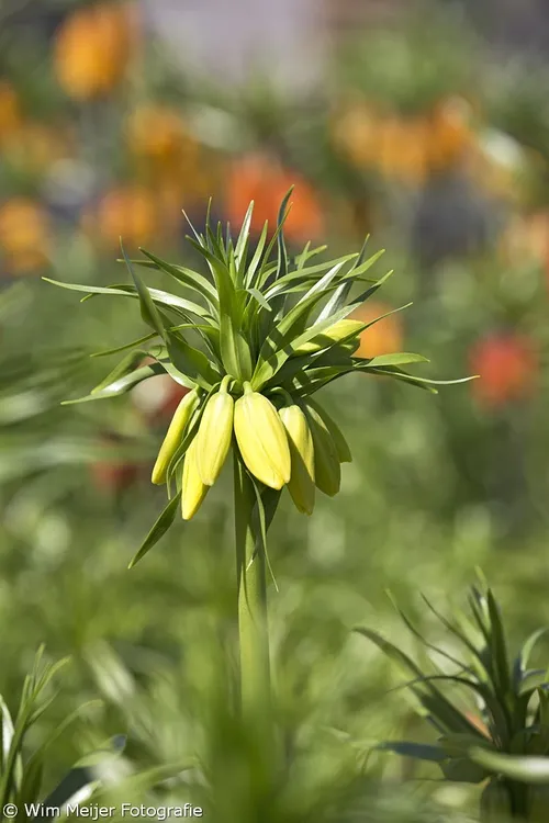 wim meijer fotografie 5i5a6837