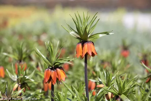 wim meijer fotografie 5i5a6839