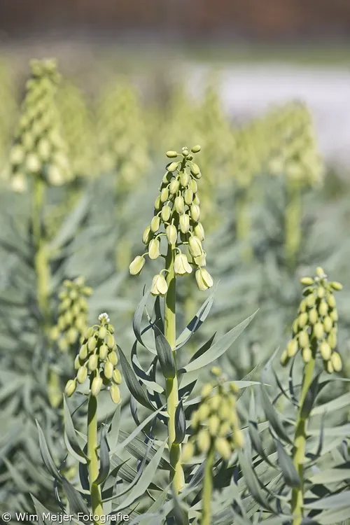 wim meijer fotografie 5i5a6842