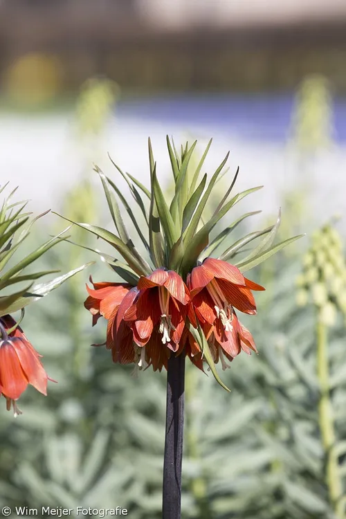 wim meijer fotografie 5i5a6844