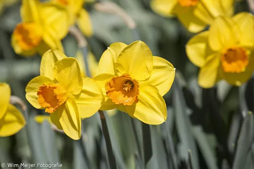 wim meijer fotografie 5i5a6859